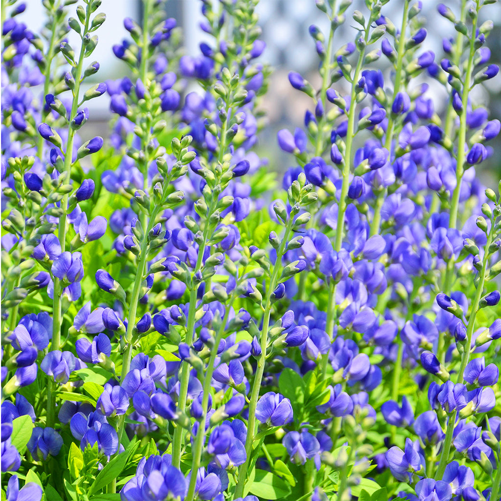 False Indigo