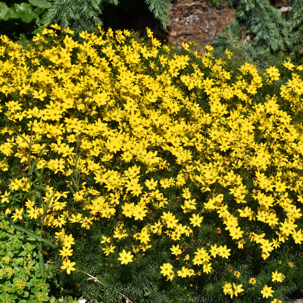 Zagreb Threadleaf Tickseed