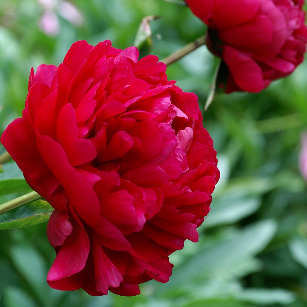 Felix Crousse Garden Peony