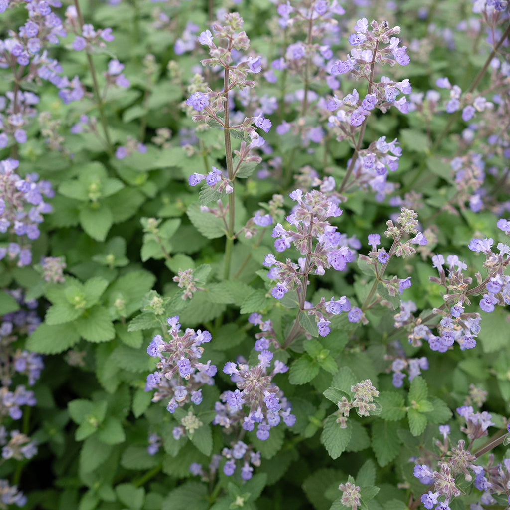 Purrsian Blue Catmint