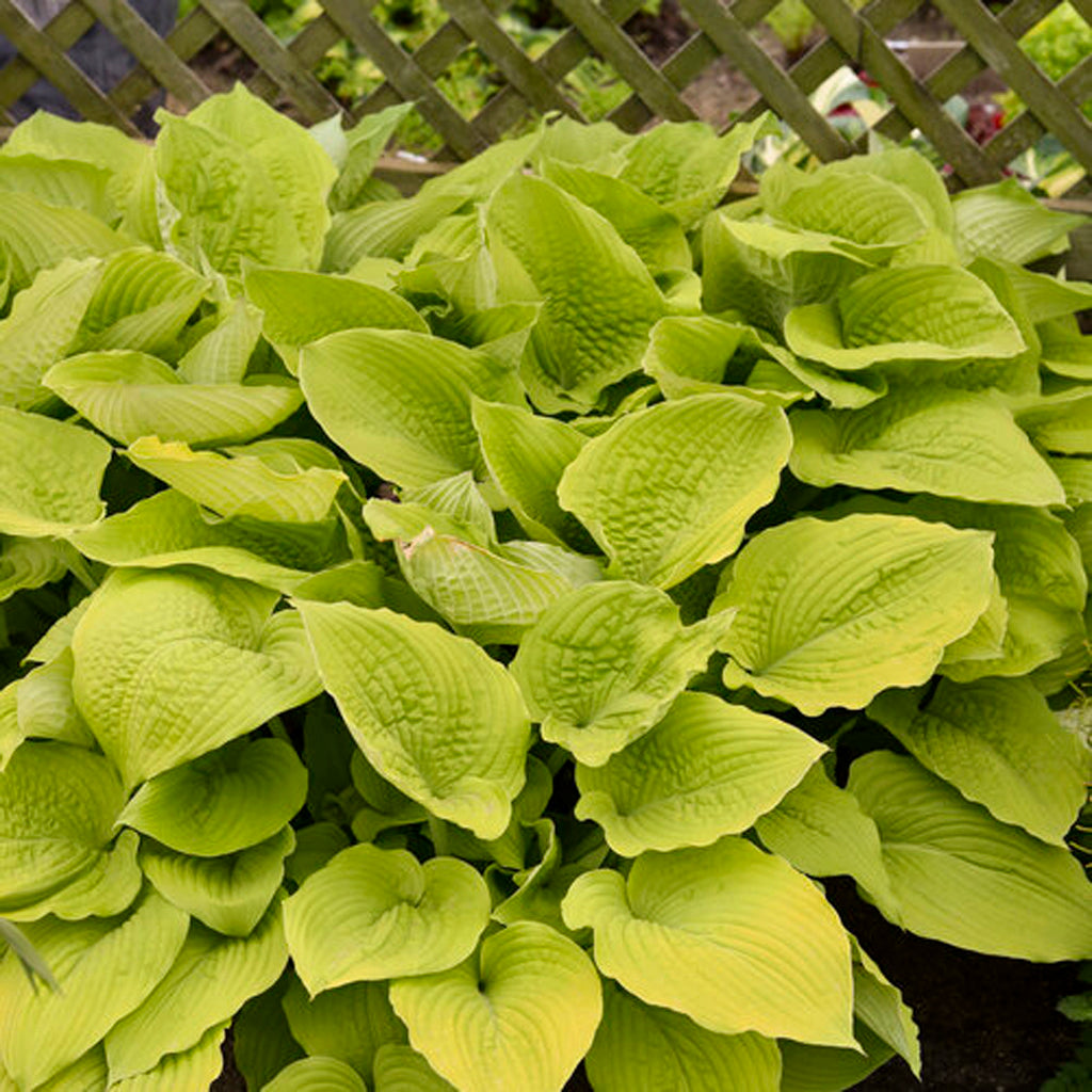 Shadowland® Coast To Coast Hosta Pw® # 1 PW Cont