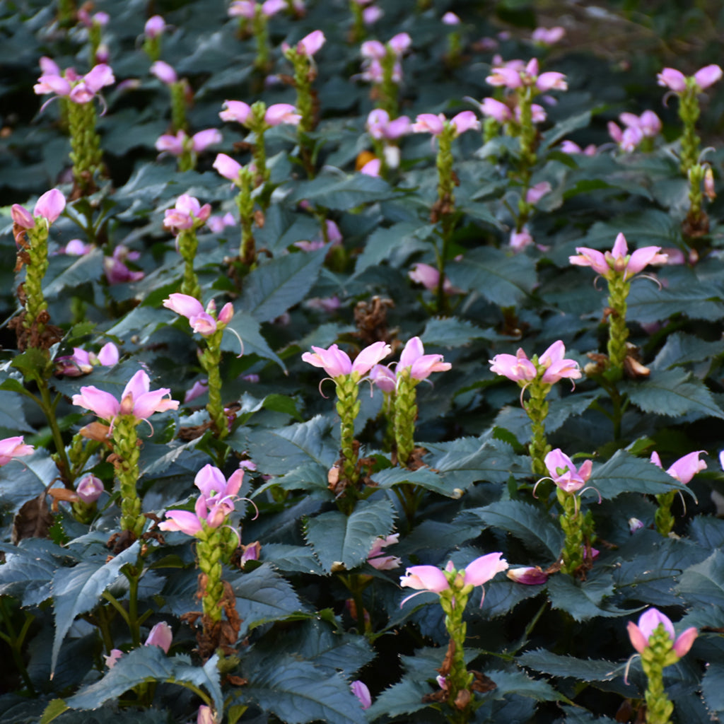 Hot Lips Turtlehead