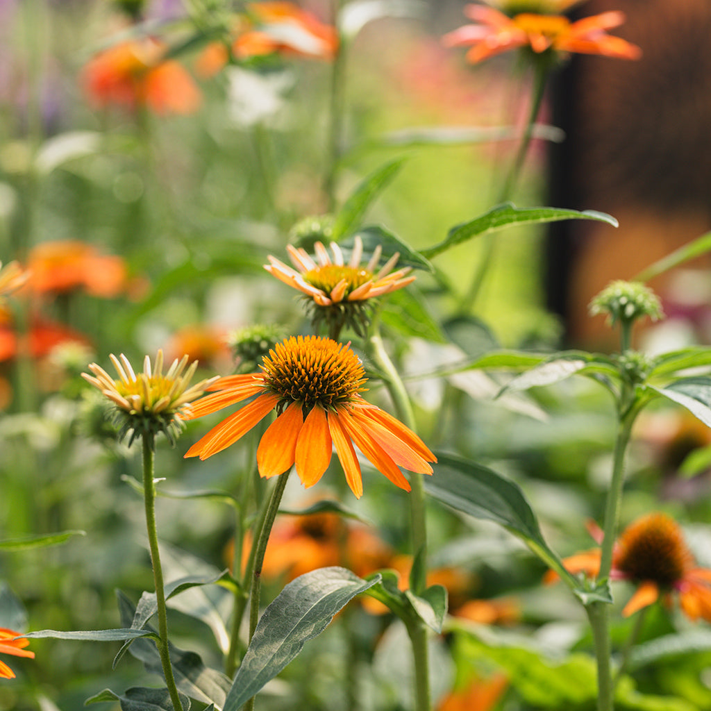 Sombrero® Adobe Orange Coneflower