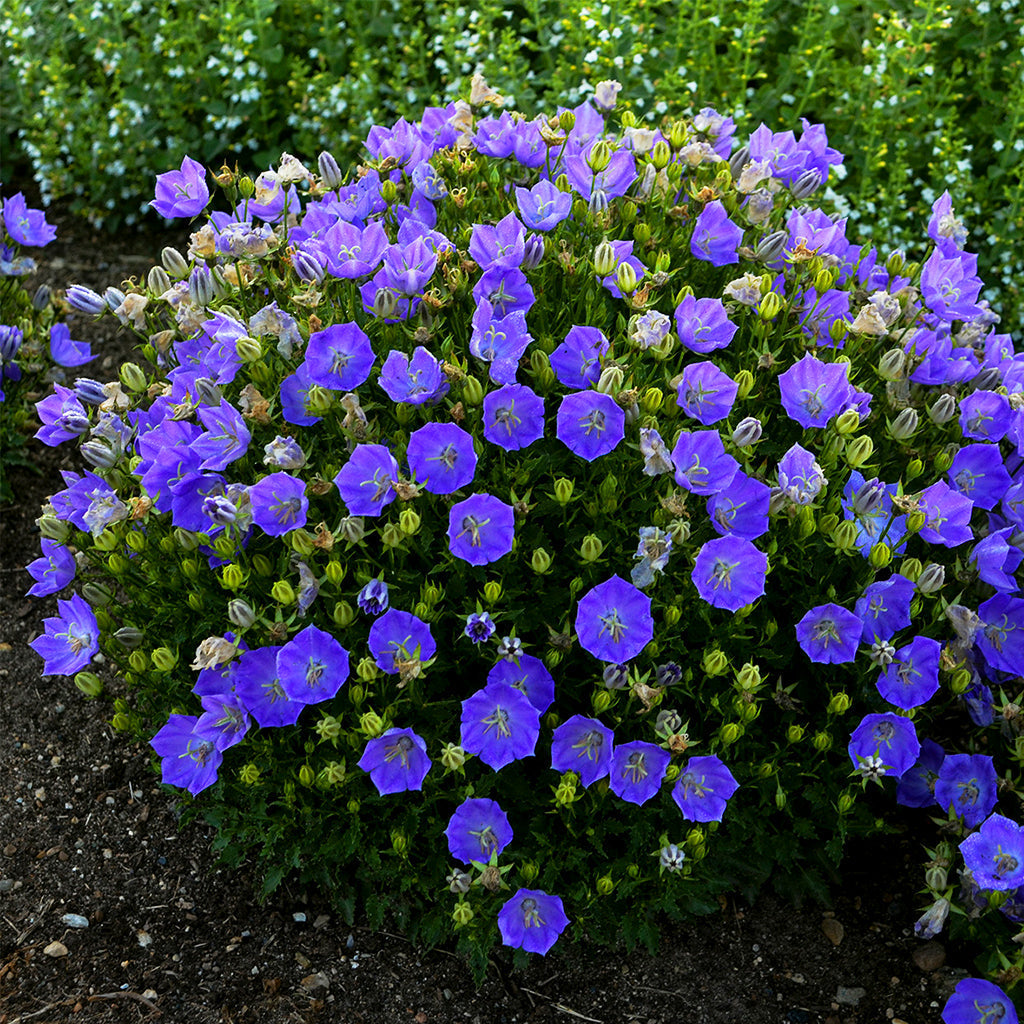 Rapido Blue Bellflower  # 1 Container