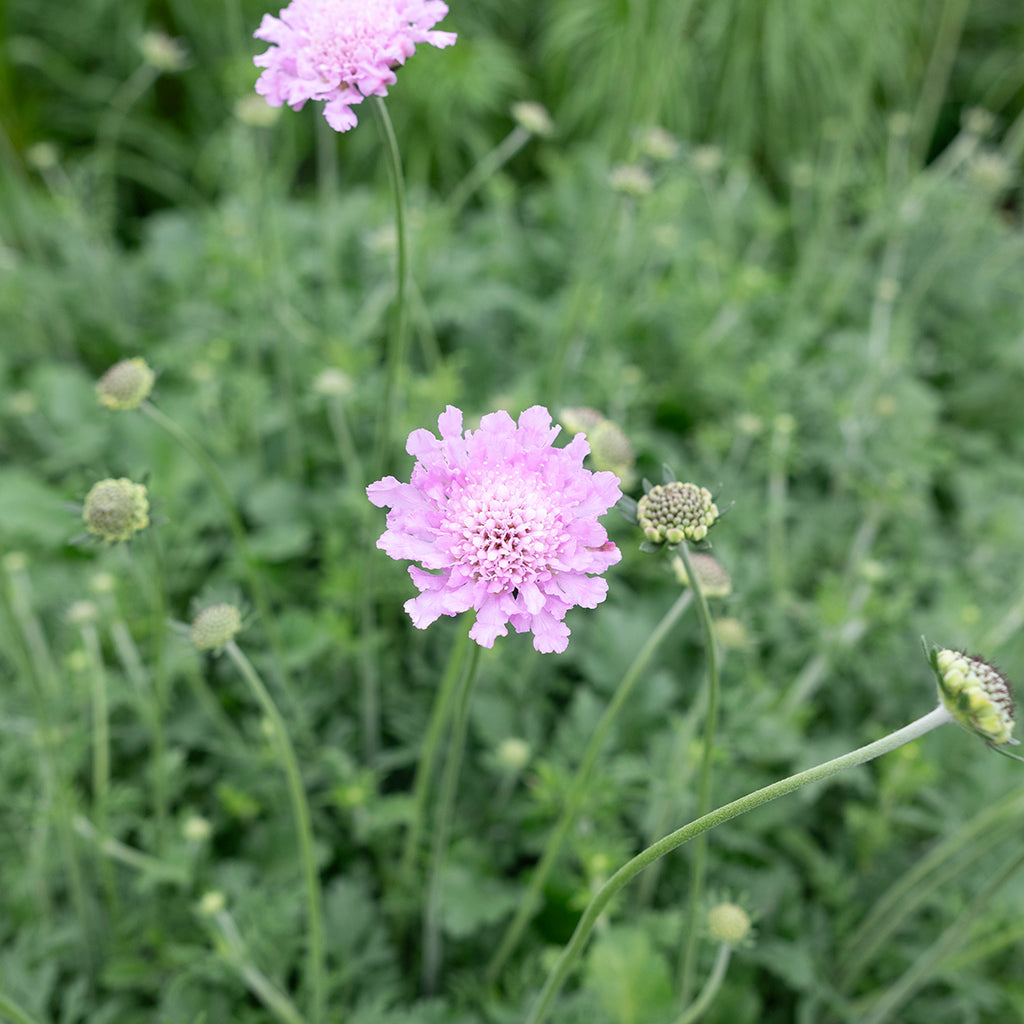 Flutter™ Rose Pink Pincushion Flower