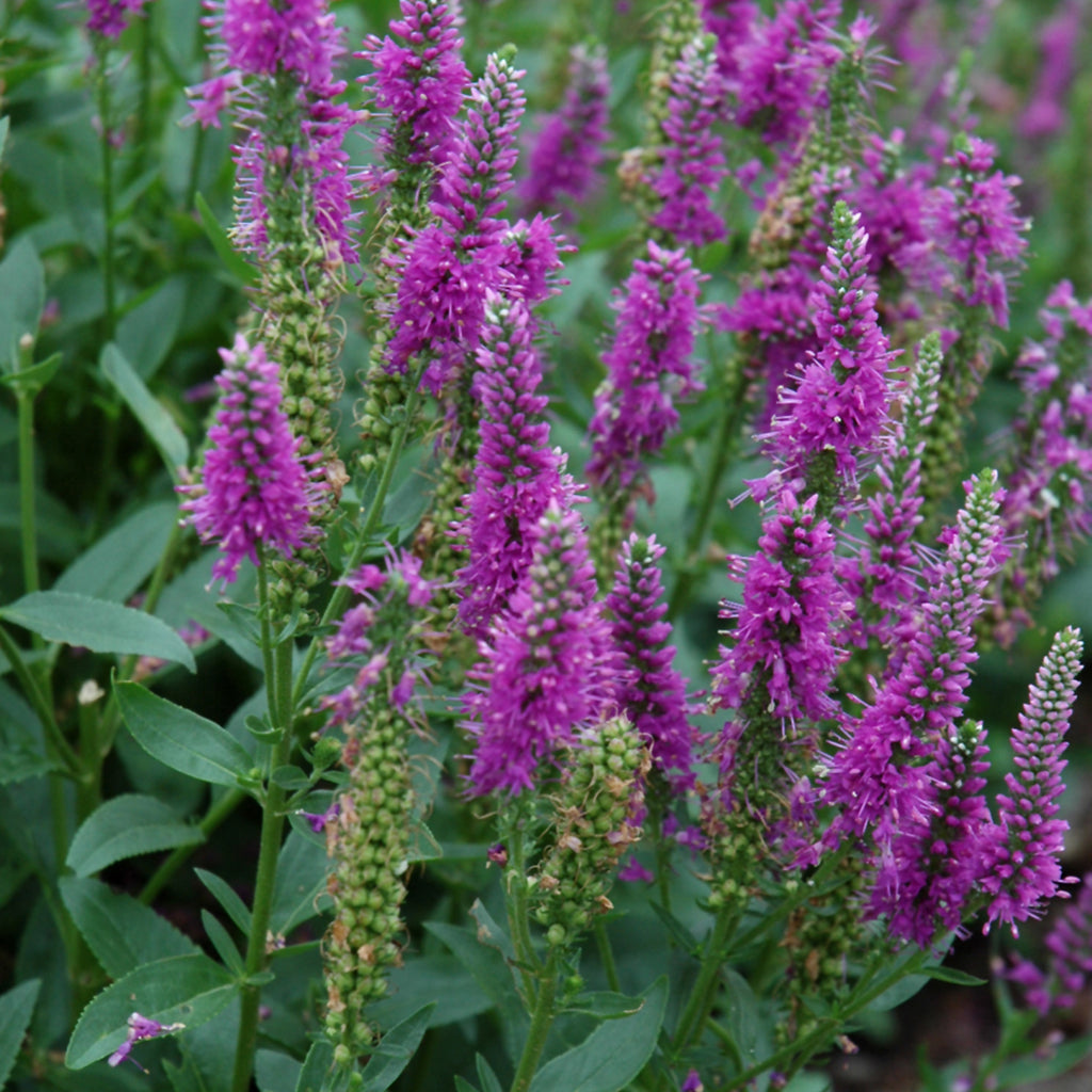 Very Van Gogh Spike Speedwell