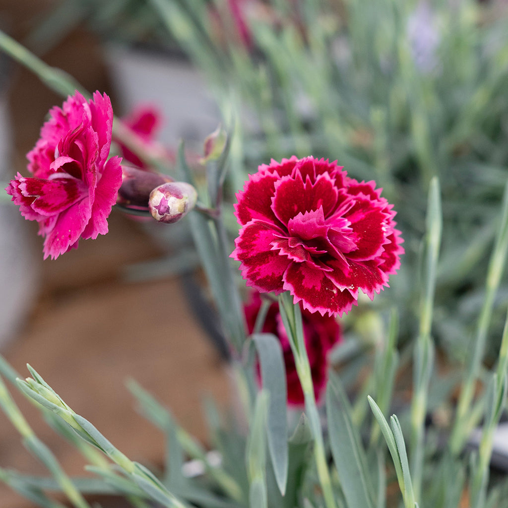 Fruit Punch® Black Cherry Frost Pinks PW®