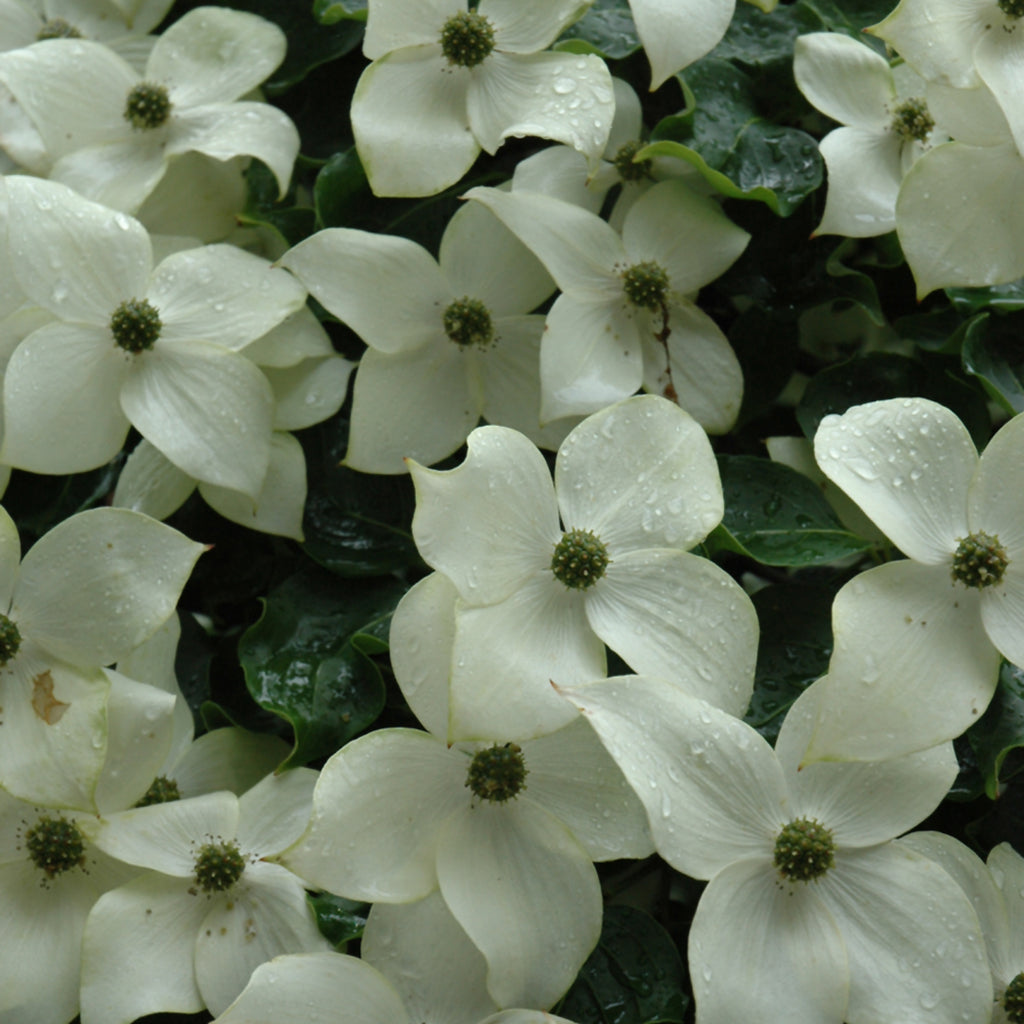 Chinese Dogwood