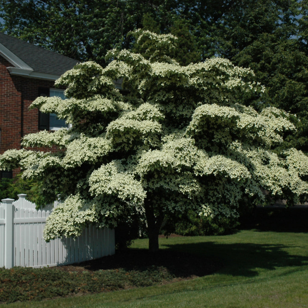 Chinese Dogwood