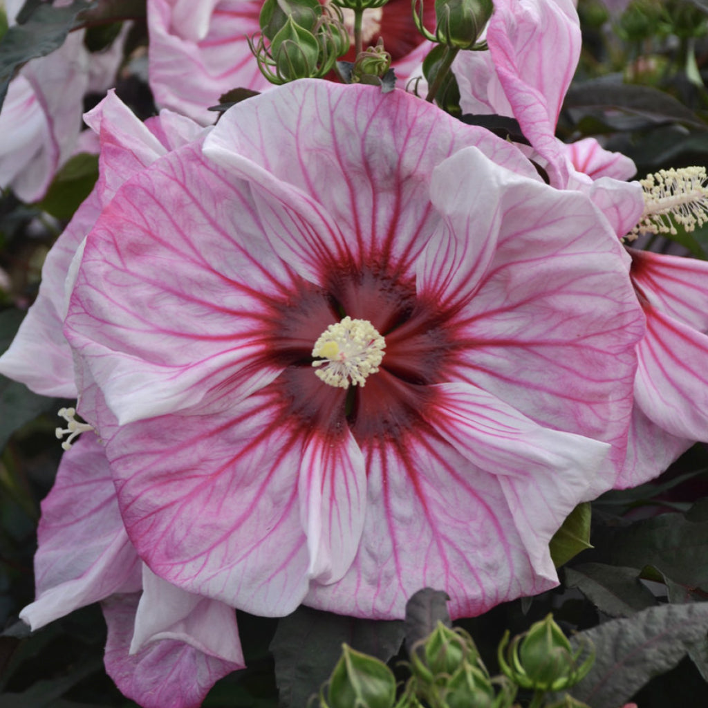 Summerific® Cherry Choco Latte Rose Mallow