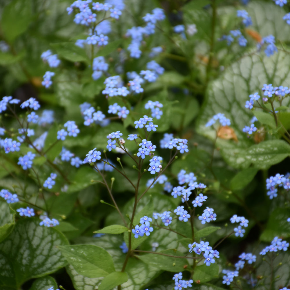 Sea Heart Bugloss