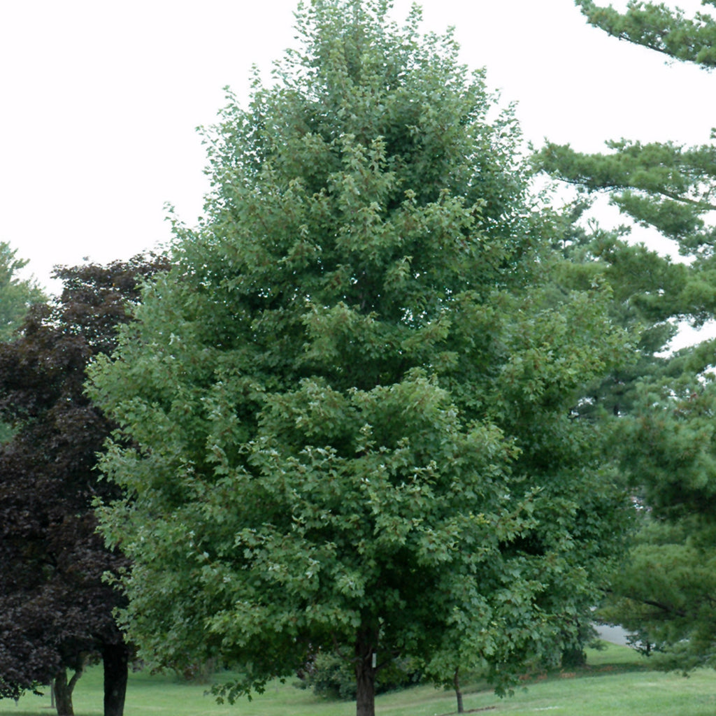 October Glory® Red Maple