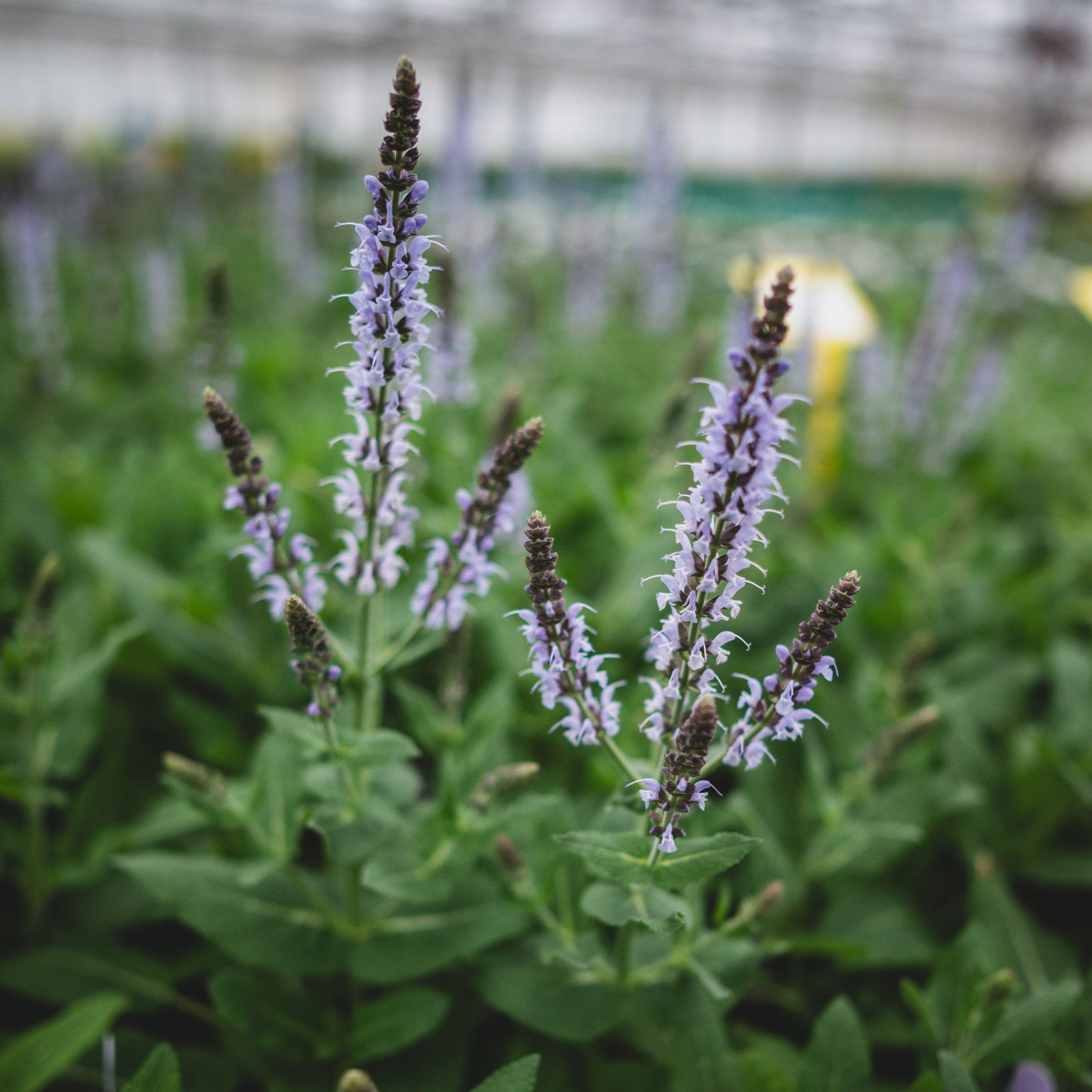 Bumblesky Perennial Sage