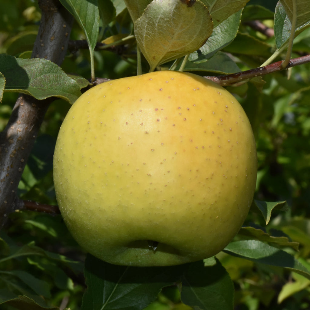 Yellow Transparent Apple Dwarf Tree