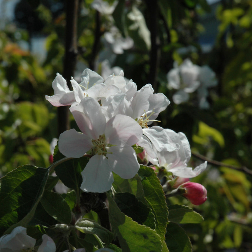 Yellow Transparent Apple Dwarf Tree
