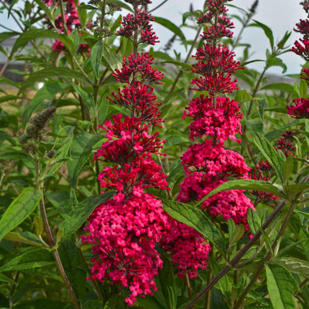 Meet the Monarch® Prince Charming Butterfly Bush– a garden royalty that flourishes under full sun. This splendid plant not only attracts butterflies and hummingbirds but also shines brilliantly in mass plantings. Suited for zones 5-10, its charm knows no bounds. With a generous spread of 3.5 to 4 feet, it graces your landscape with its captivating presence, creating a truly enchanting and regal garden.