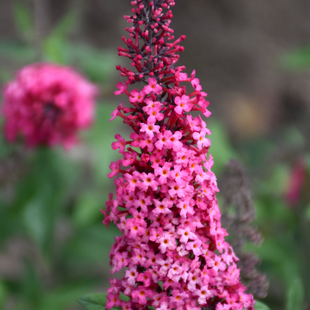 Monarch® Prince Charming Butterfly Bush   #2 Container