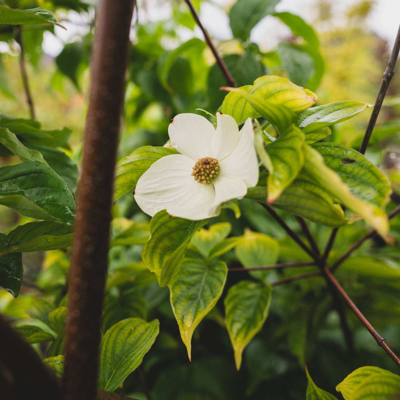 Venus® Hybrid Kousa Dogwood (Tree)
