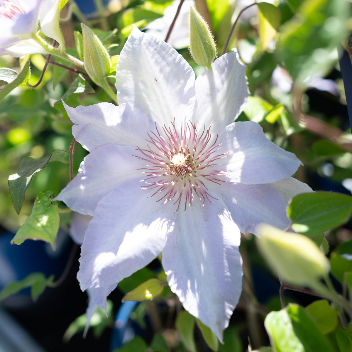 Tranquilite™ Clematis RE