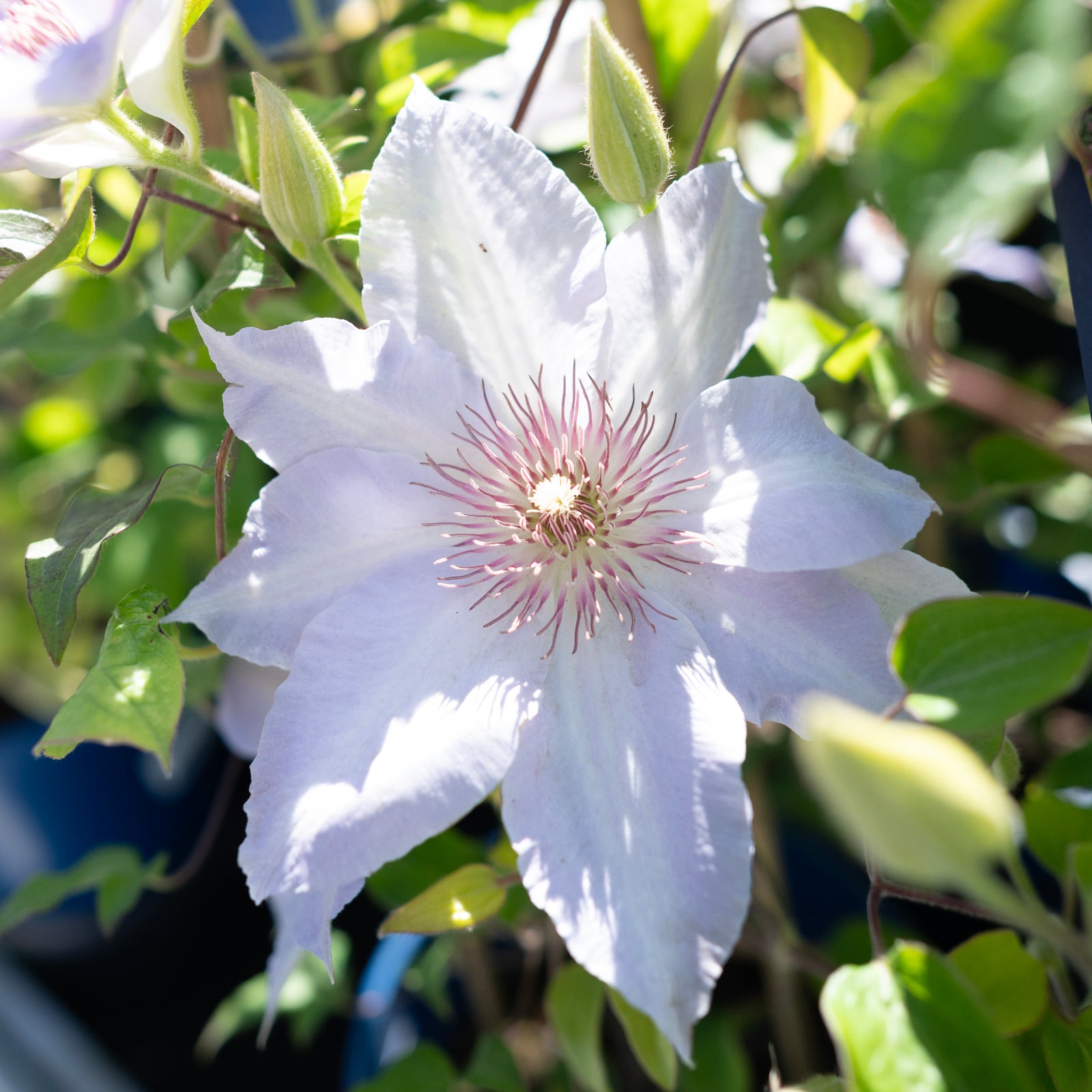 Tranquilite™ Clematis RE
