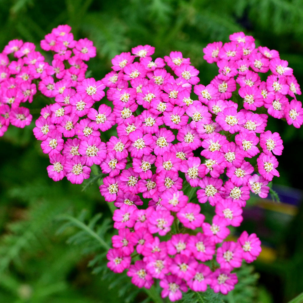 New Vintage Violet Yarrow # 2 CG