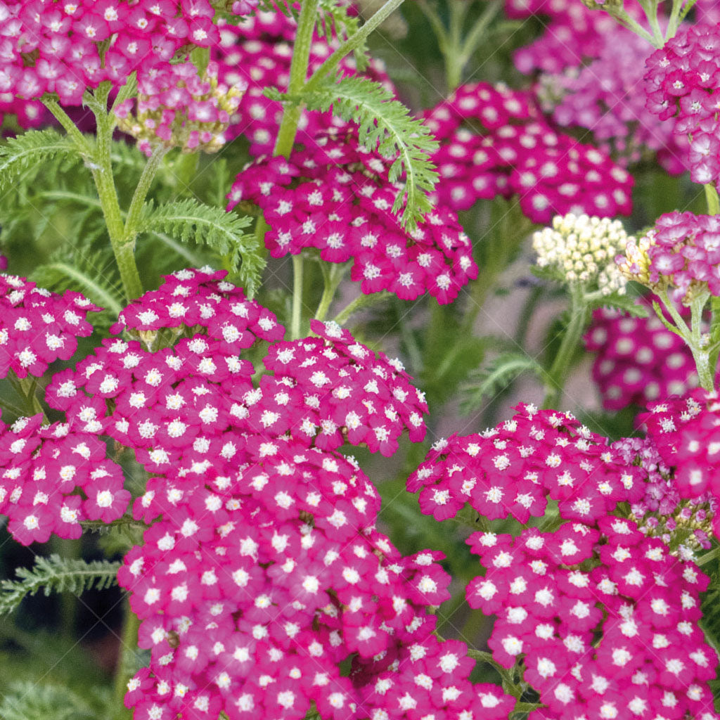 New Vintage Violet Yarrow # 2 CG