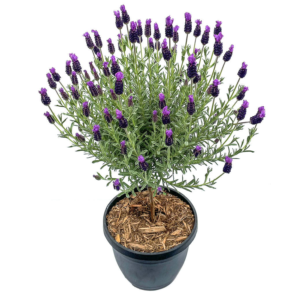 Anouk Spanish Lavender Tree - Decorative Pot