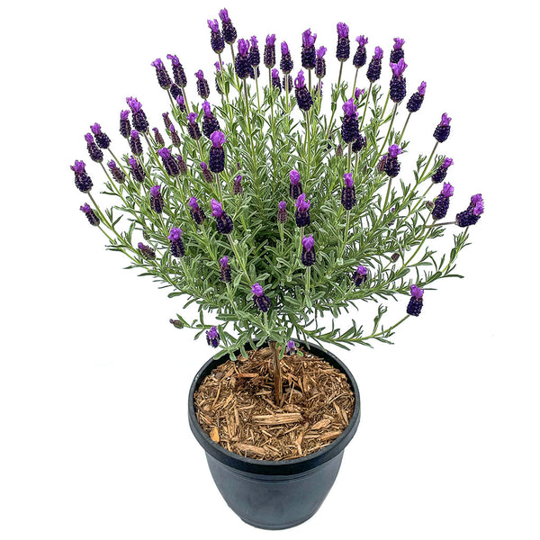 does deans sell spanish lavender plants Anouk Spanish Lavender Tree - Decorative Pot