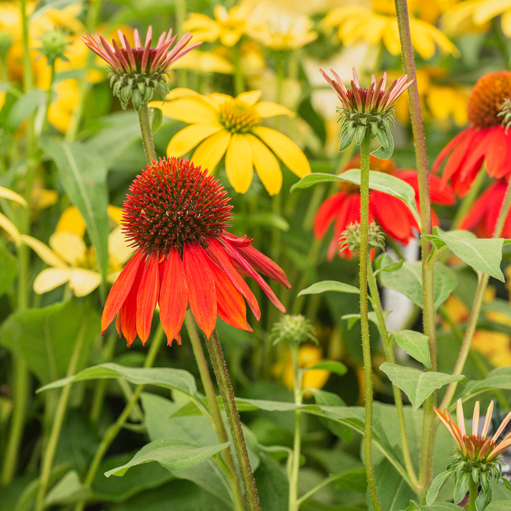 Sombrero® Sangrita Coneflower #1 CG