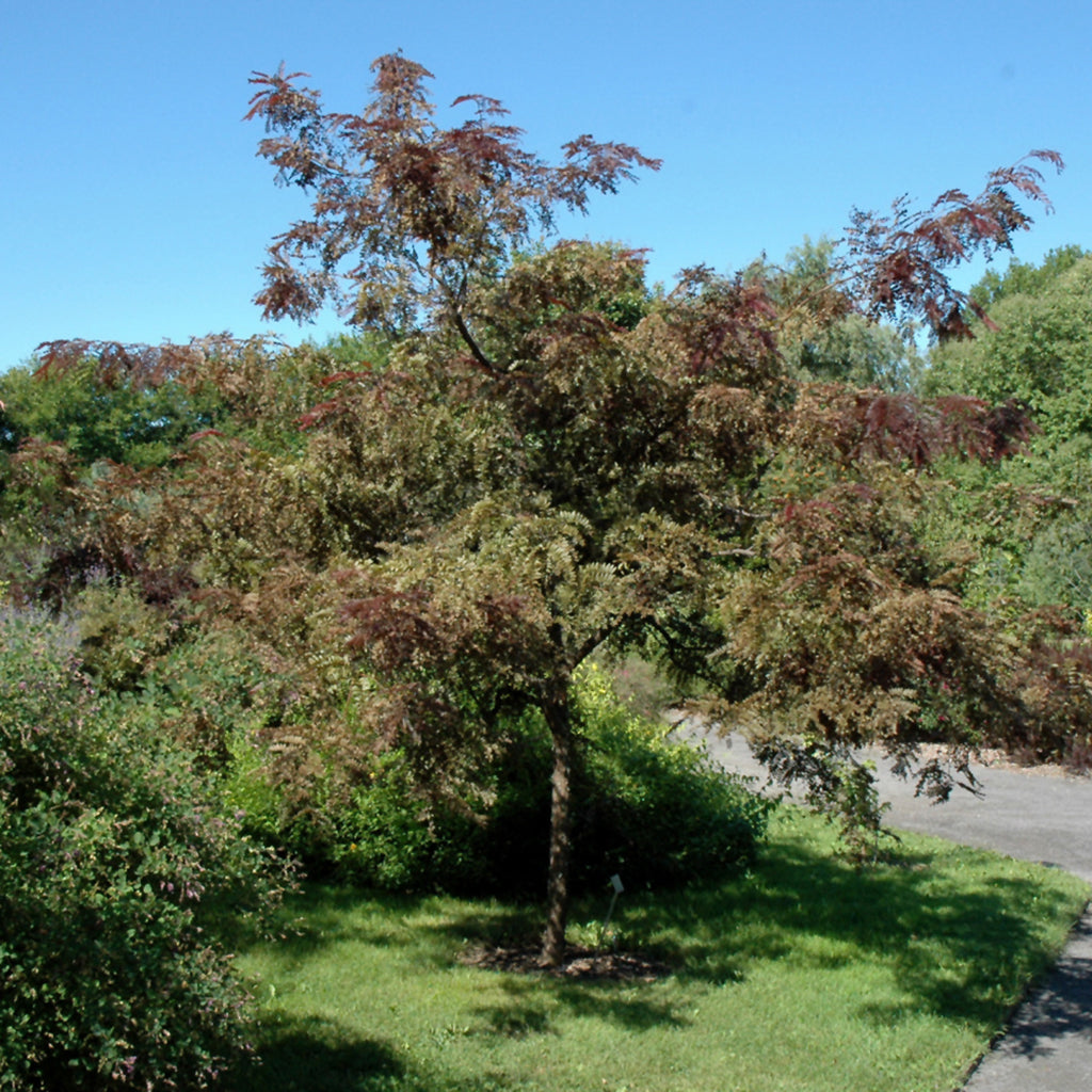 Ruby Lace Thornless Common Honeylocust
