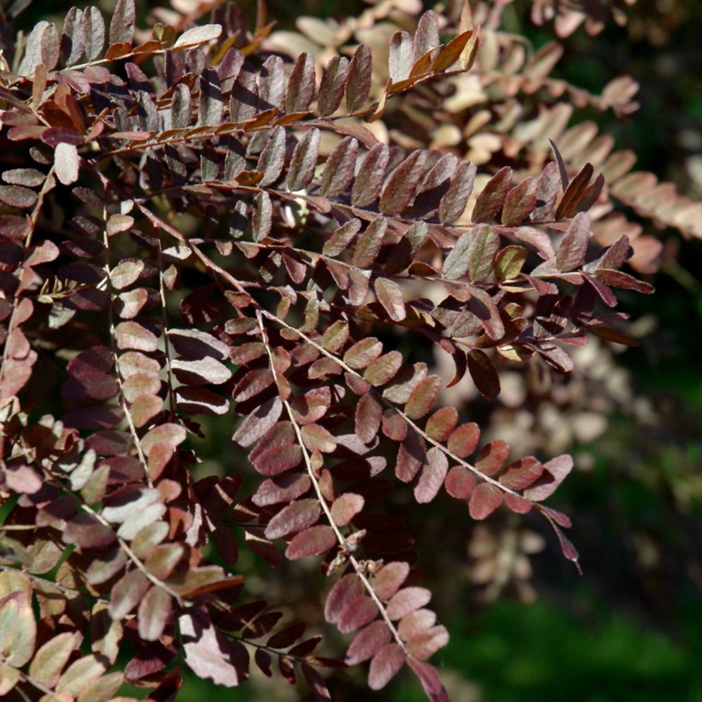 Ruby Lace Thornless Common Honeylocust