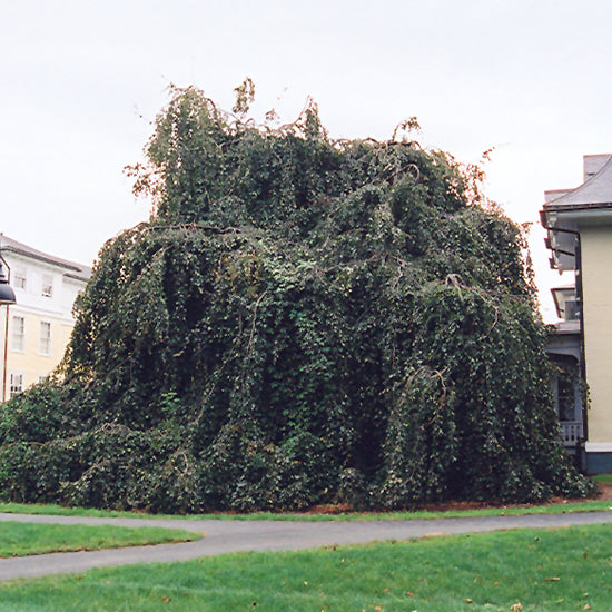 Weeping Purple Beech