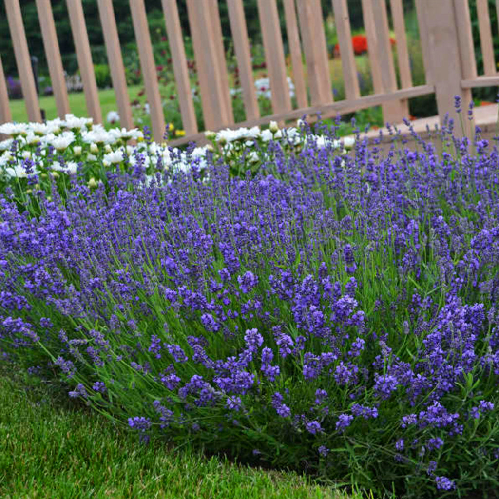 Essence Purple English Lavender