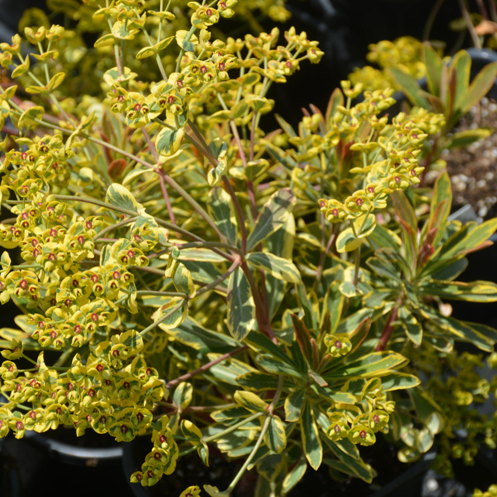 Ascot Rainbow Spurge