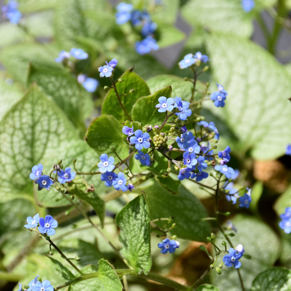 Jack Of Diamonds Siberian Bugloss Pw® # 1 PW Cont