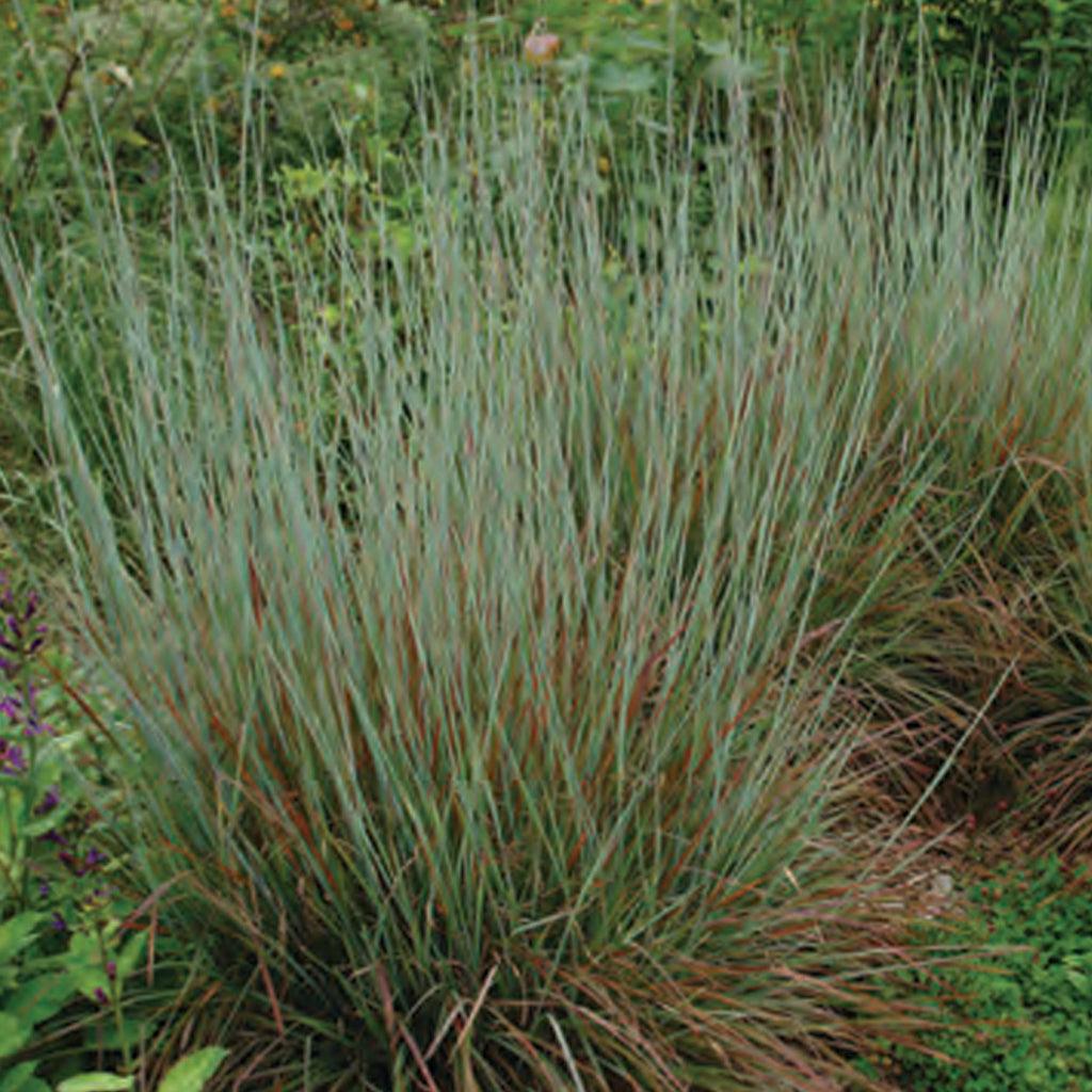 Introducing the magnificent Little Bluestem ‘Standing Ovation’ (Schizachyrium scoparium ‘Standing Ovation’), a native cultivar that earns a standing ovation for its exceptional beauty and resilience. This remarkable grass thrives in poor and dry soils, bringing a touch of blue wonder to even the harshest environments.