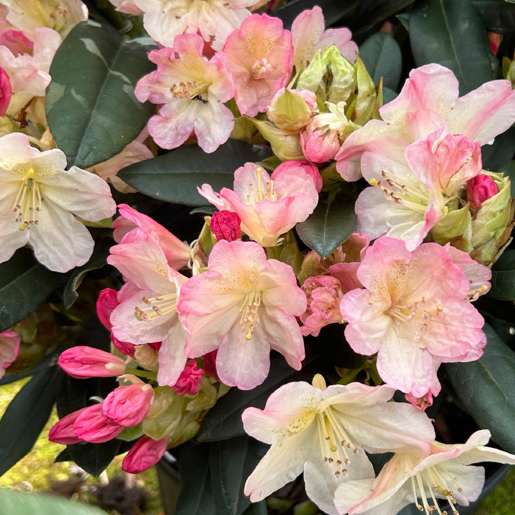 Percy Wiseman Rhododendron