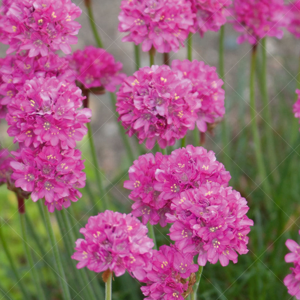 Bloodstone Sea Thrift