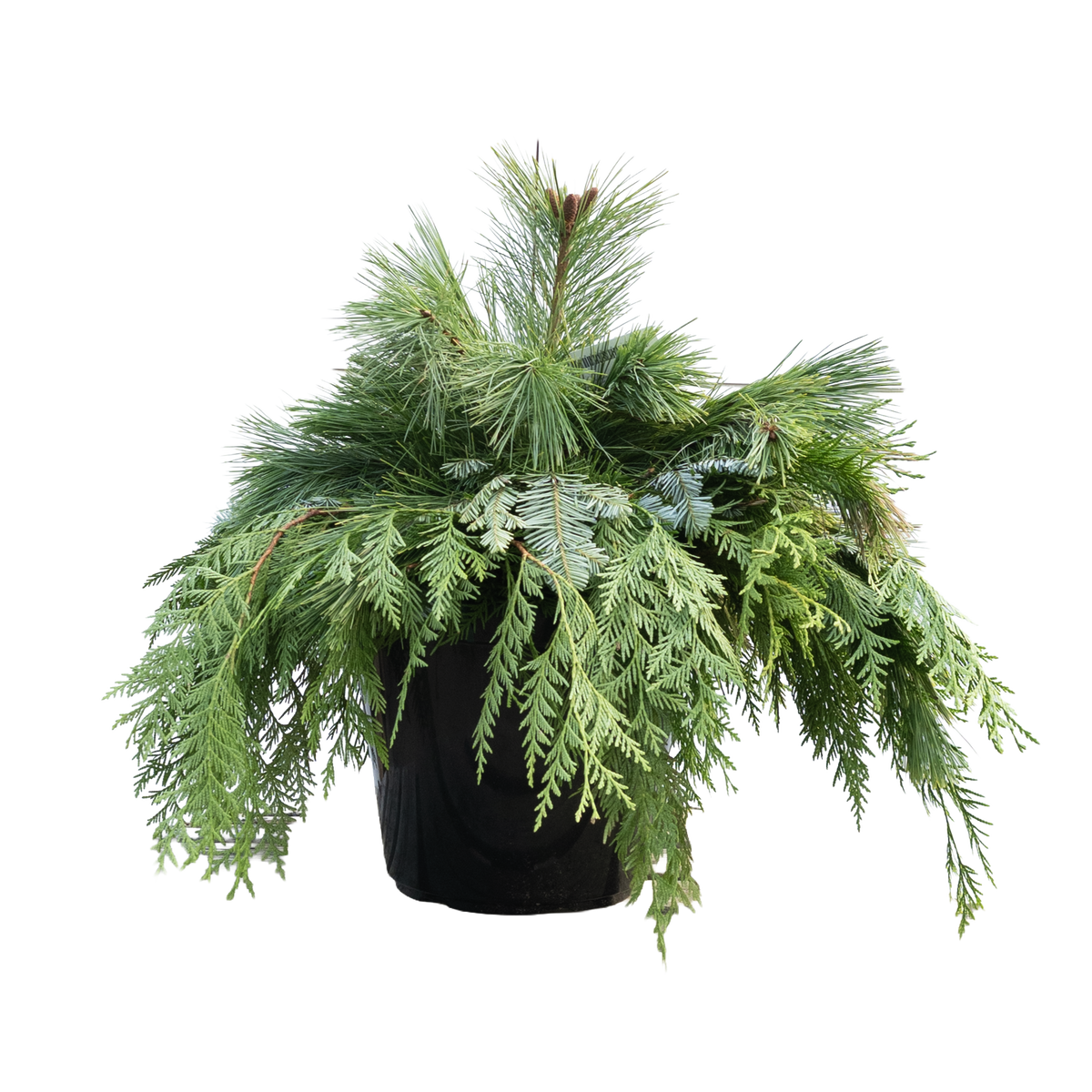 Urn Arrangement - Evergreen Elegance 12"