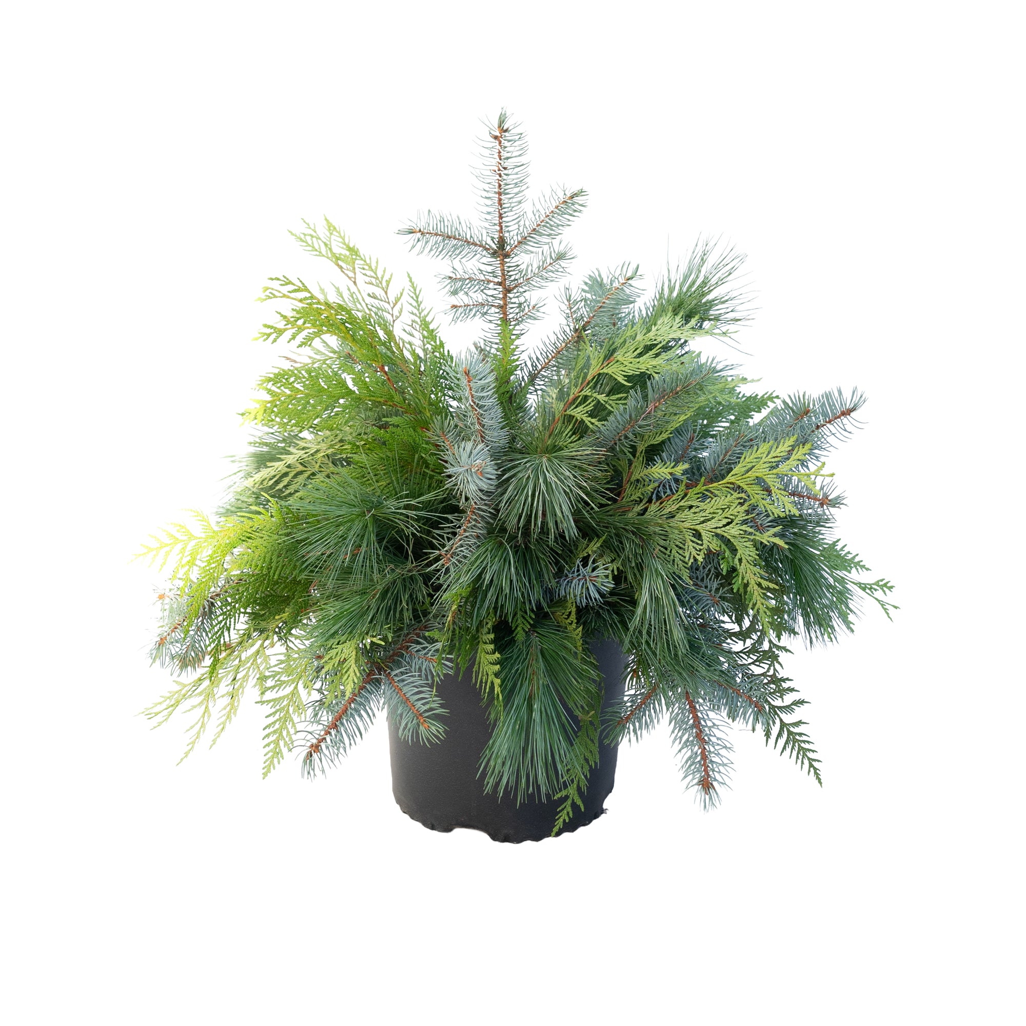 Urn Arrangement - Evergreen Elegance 11"