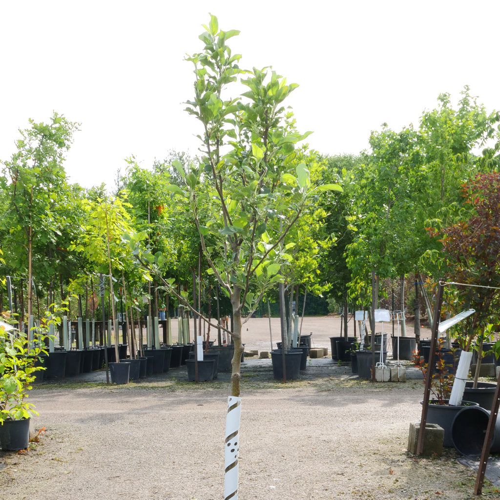 Pink Lady® Apple Semi-Dwarf Tree