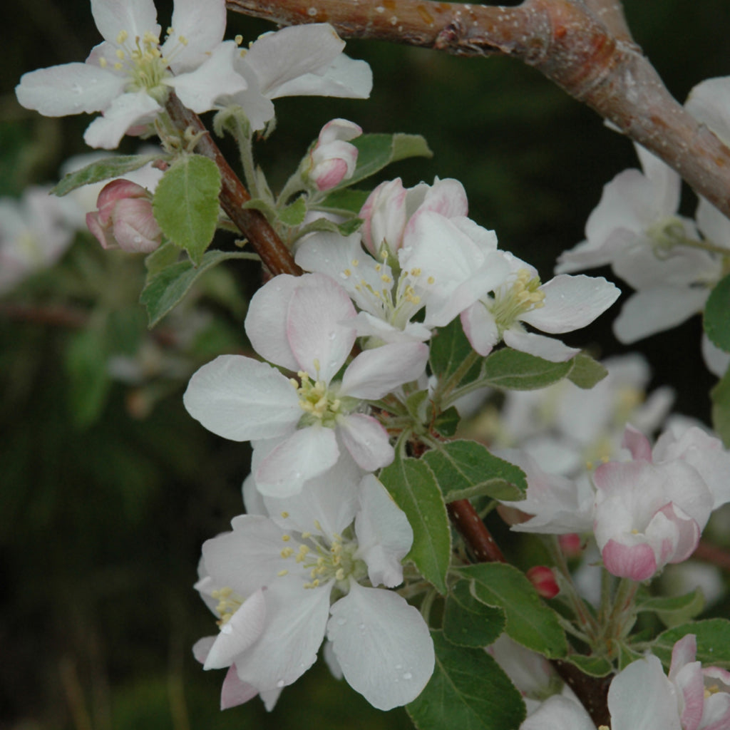 Pink Lady® Apple Dwarf Tree