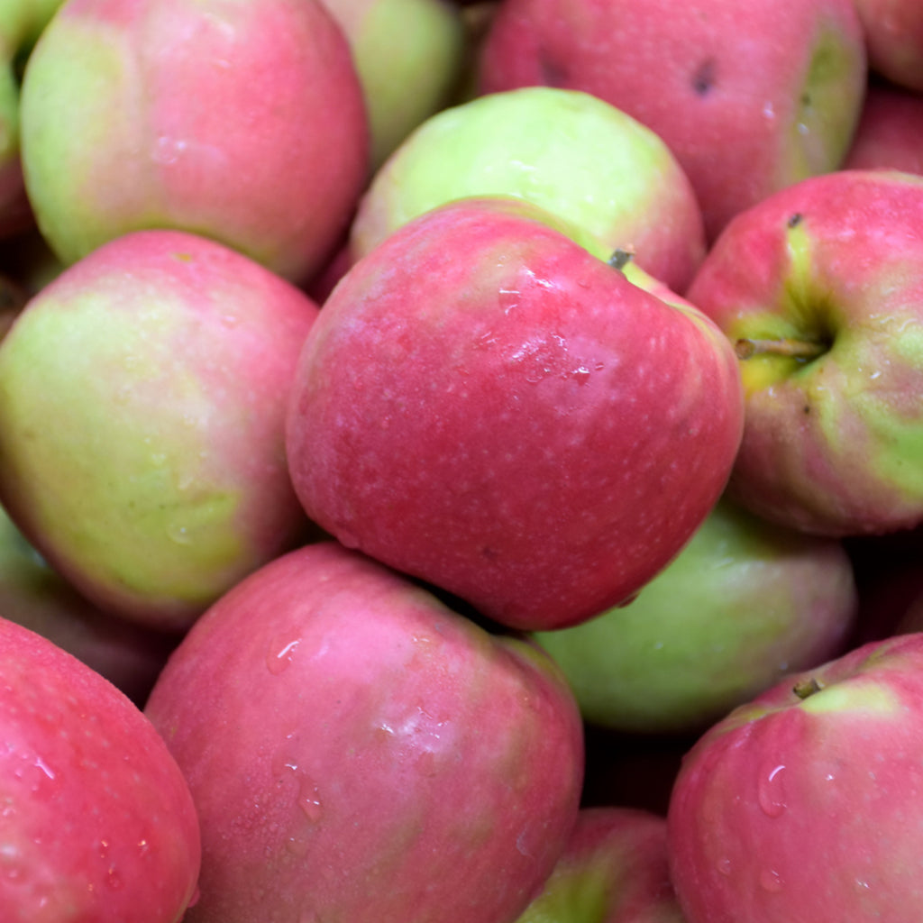 Pink Lady® Apple Dwarf Tree