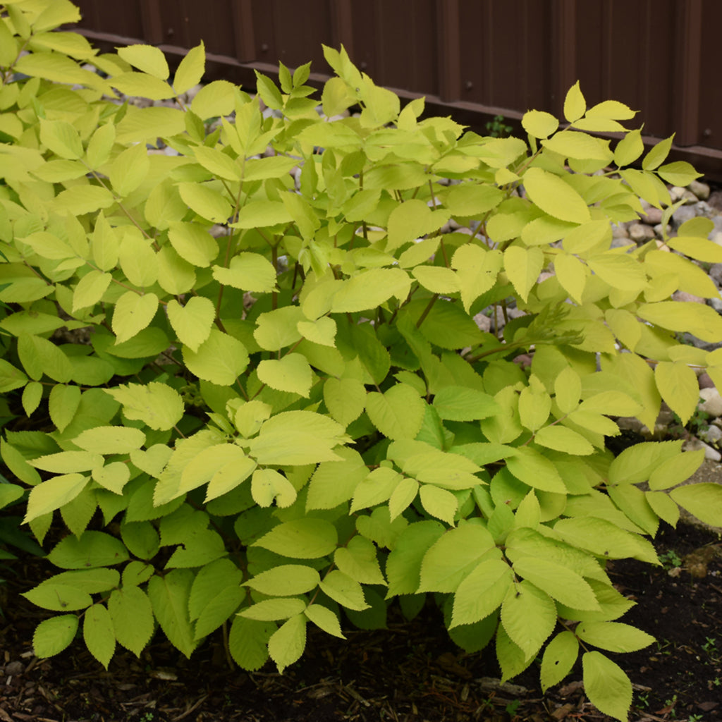 Sun King Golden Japanese Spikenard