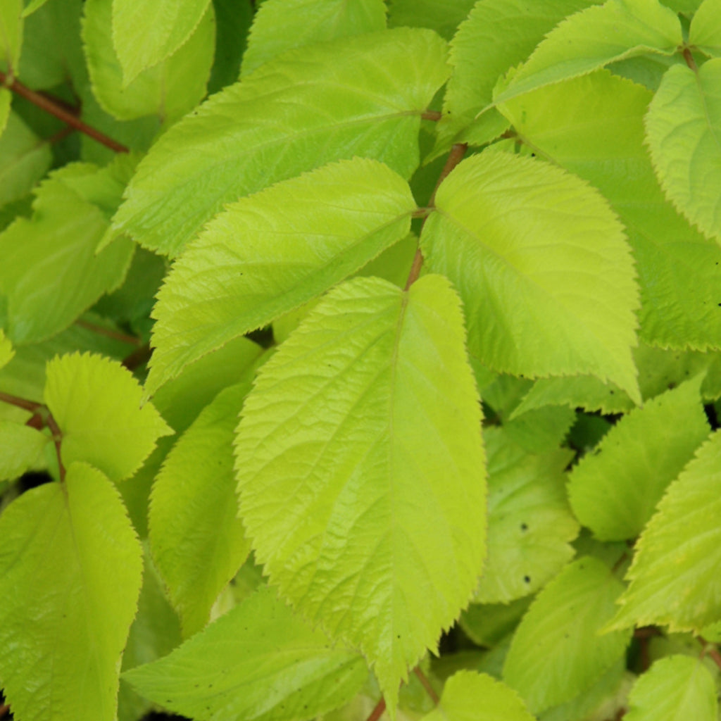 Sun King Golden Japanese Spikenard