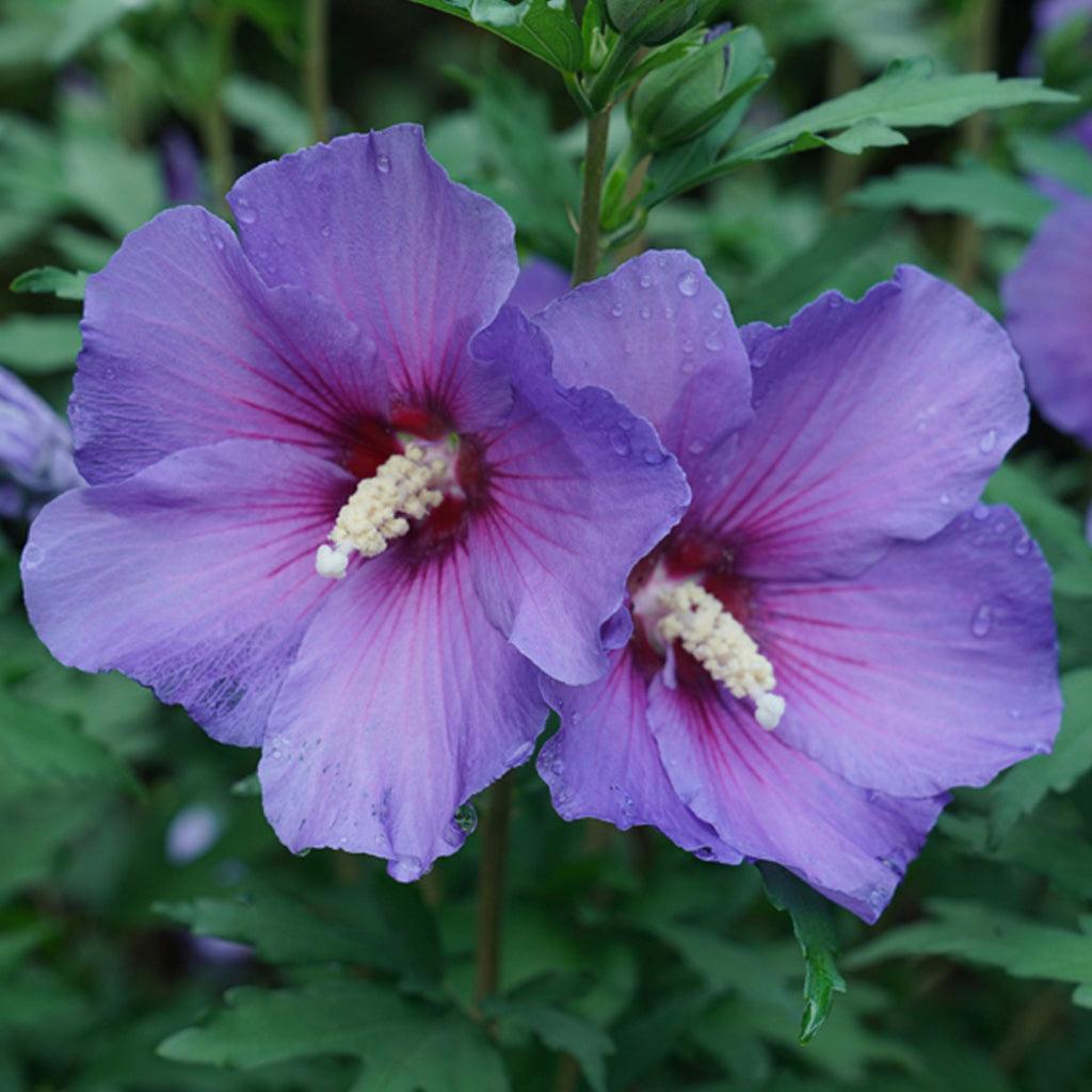 Paraplu Violet™ Rose Of Sharon Pw® # 2 PW Cont