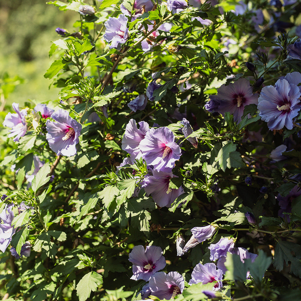 Paraplu Violet™ Rose Of Sharon Pw® # 2 PW Cont