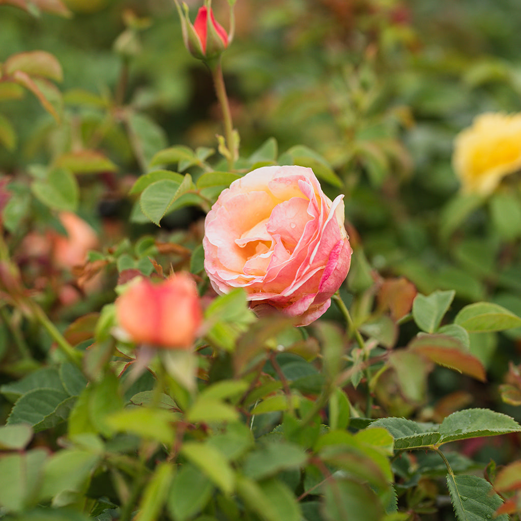 Beverly Ann Clay Grandiflora Rose - Yellow/Pink