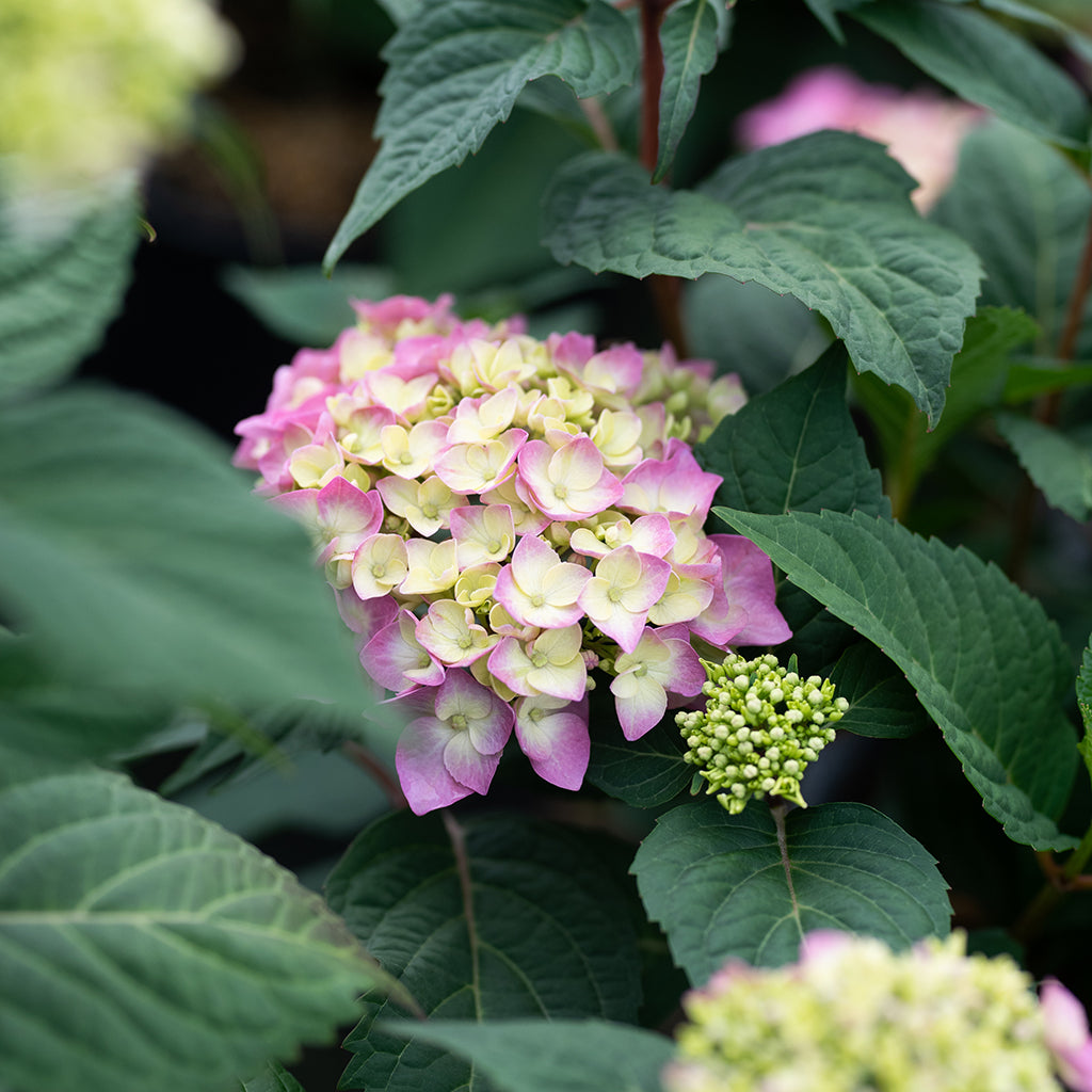 Rock And Roll Bigleaf Hydrangea