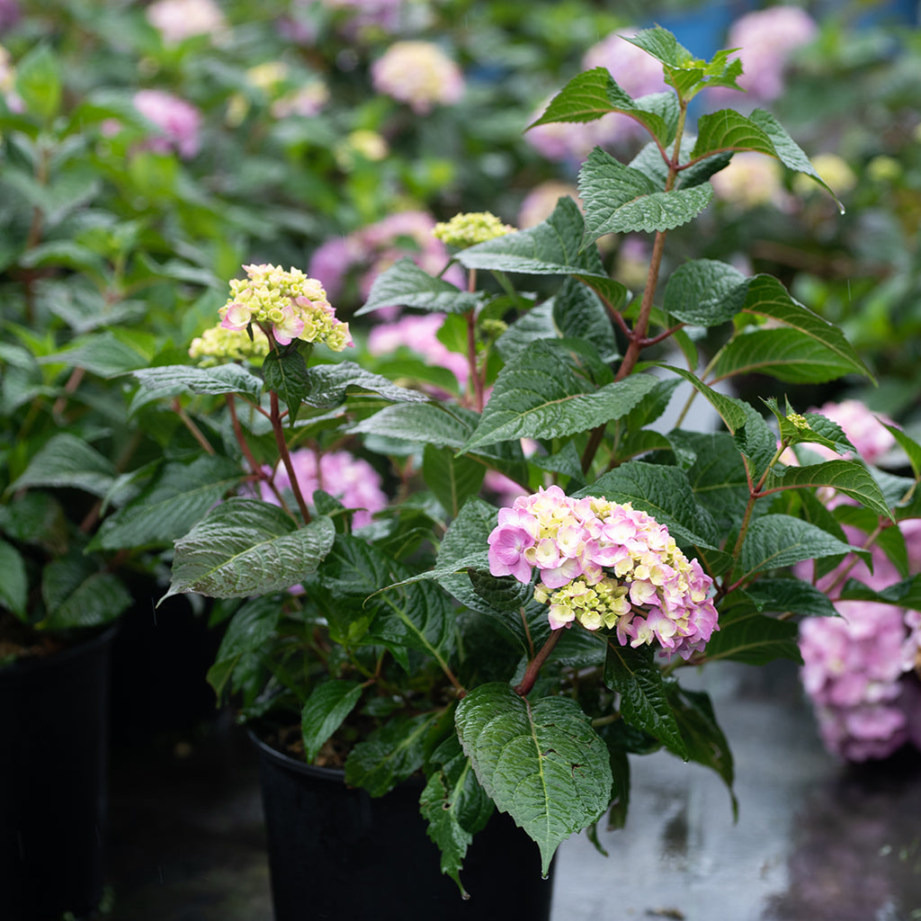 Rock And Roll Bigleaf Hydrangea